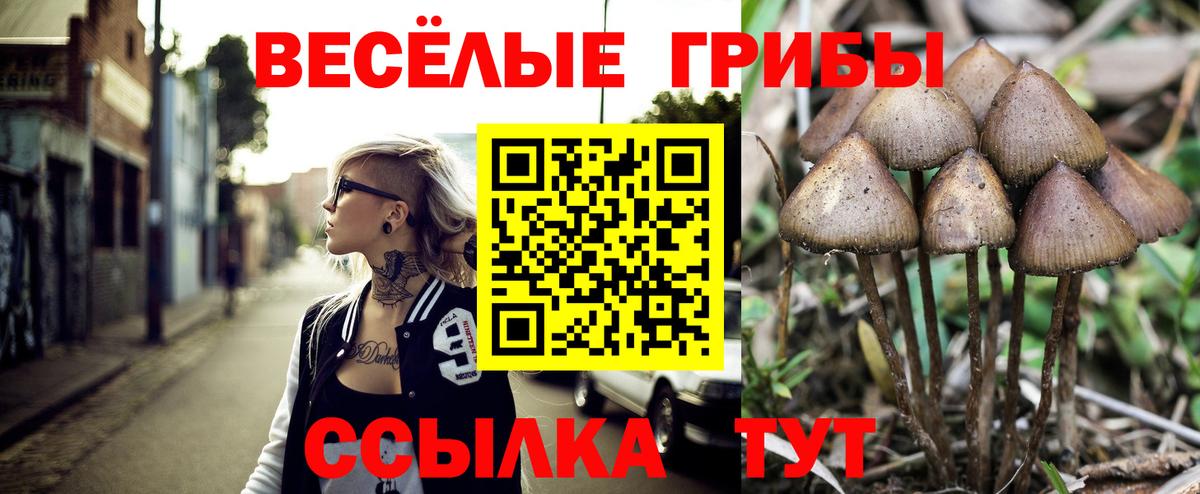 Псилоцибиновые грибы Cubensis Горячий Ключ